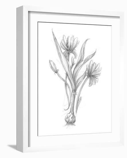 Botanical Sketch III-Ethan Harper-Framed Art Print