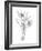 Botanical Sketch III-Ethan Harper-Framed Art Print