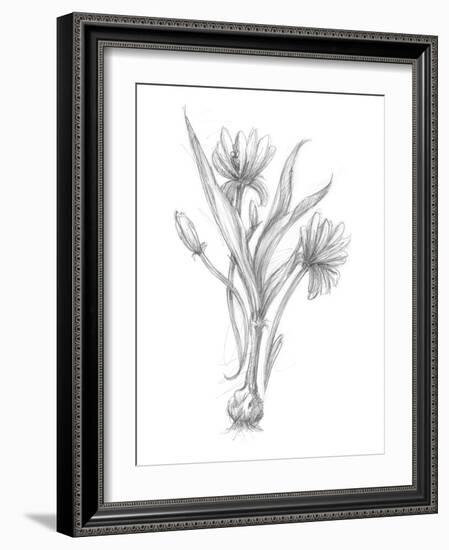 Botanical Sketch III-Ethan Harper-Framed Art Print