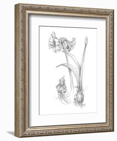 Botanical Sketch IV-Ethan Harper-Framed Art Print