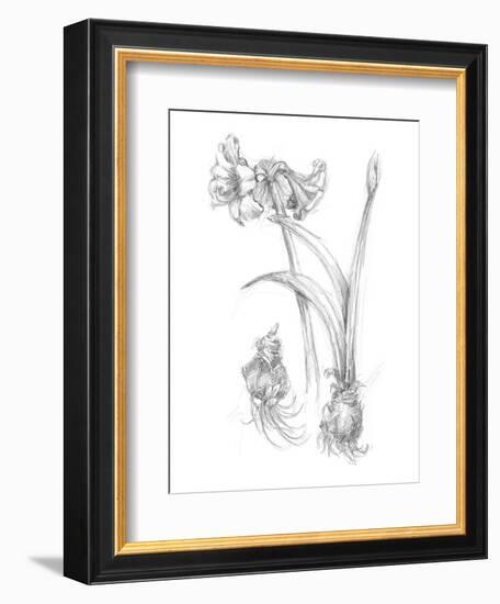 Botanical Sketch IV-Ethan Harper-Framed Art Print