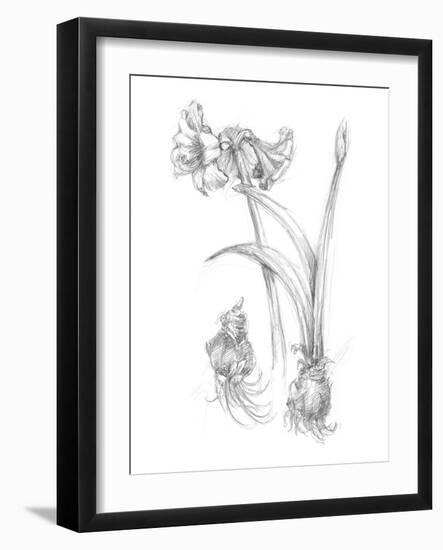 Botanical Sketch IV-Ethan Harper-Framed Art Print