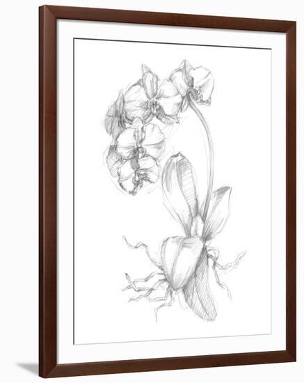 Botanical Sketch V-Ethan Harper-Framed Art Print