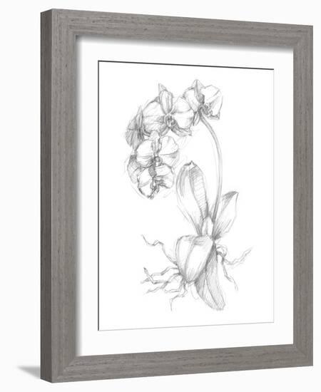 Botanical Sketch V-Ethan Harper-Framed Art Print