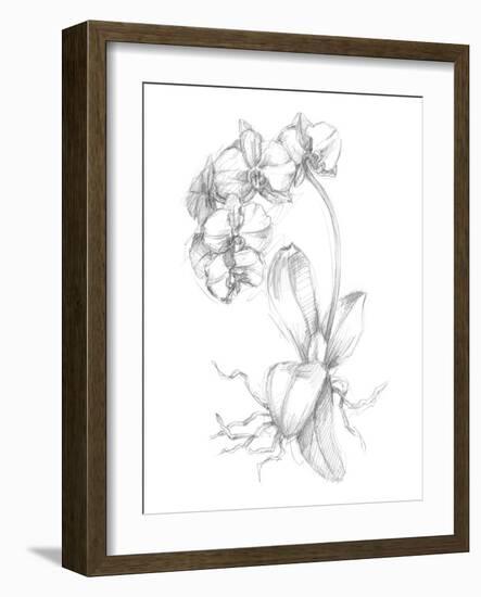 Botanical Sketch V-Ethan Harper-Framed Art Print