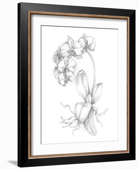 Botanical Sketch V-Ethan Harper-Framed Art Print