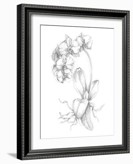 Botanical Sketch V-Ethan Harper-Framed Art Print