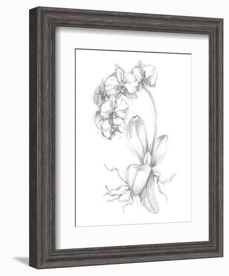 Botanical Sketch V-Ethan Harper-Framed Art Print