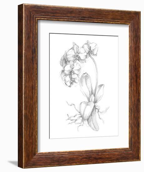 Botanical Sketch V-Ethan Harper-Framed Art Print