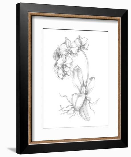 Botanical Sketch V-Ethan Harper-Framed Art Print