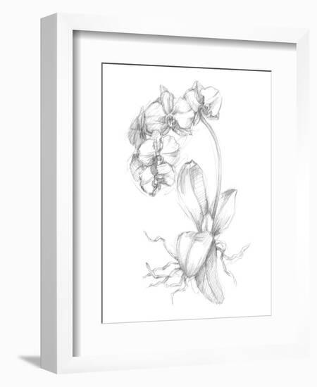 Botanical Sketch V-Ethan Harper-Framed Art Print