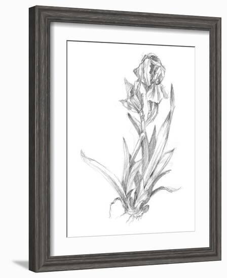 Botanical Sketch VI-Ethan Harper-Framed Art Print