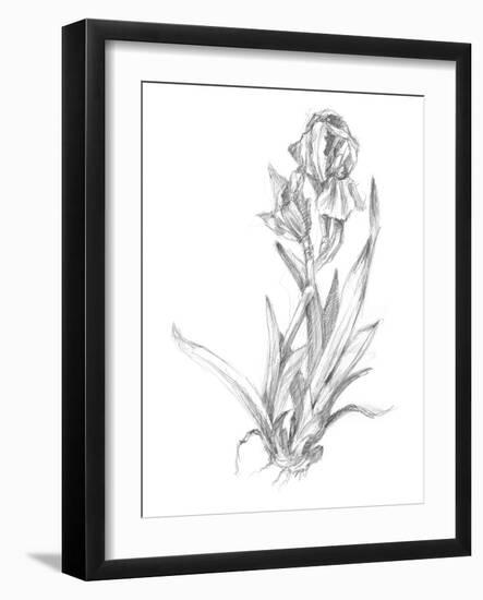 Botanical Sketch VI-Ethan Harper-Framed Art Print