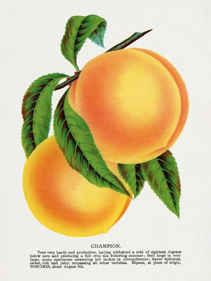 Premium Giclee Print, , large
