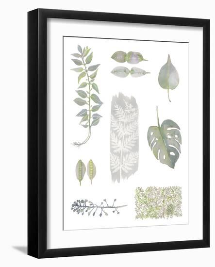 Botanical Studies-Sandra Jacobs-Framed Giclee Print