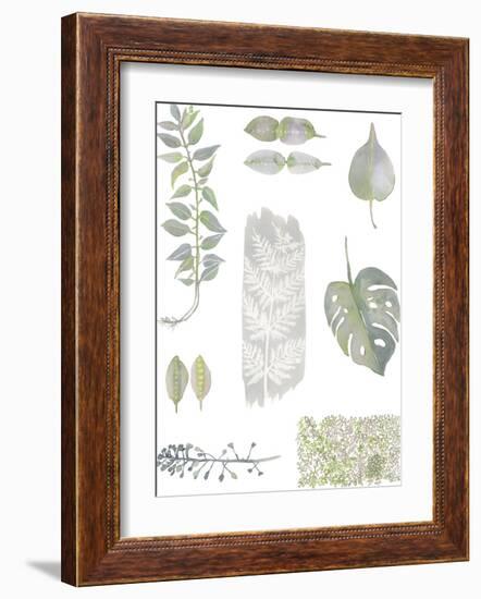 Botanical Studies-Sandra Jacobs-Framed Giclee Print