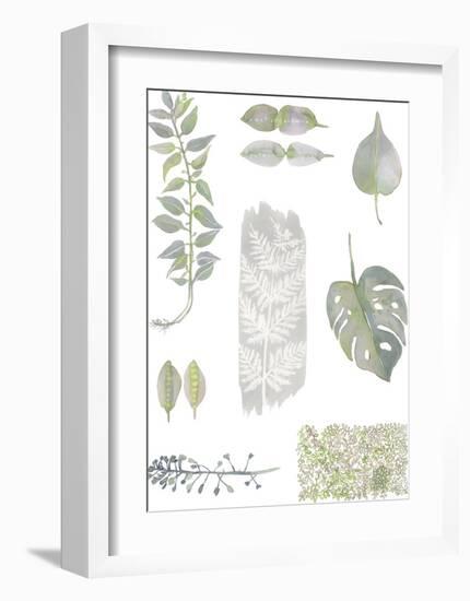 Botanical Studies-Sandra Jacobs-Framed Giclee Print