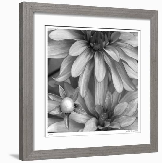 Botanical Study 10-Stacy Bass-Framed Giclee Print