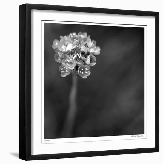 Botanical Study 16-Stacy Bass-Framed Giclee Print