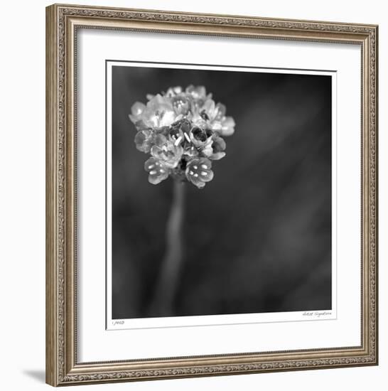 Botanical Study 16-Stacy Bass-Framed Giclee Print