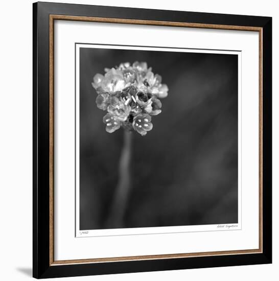 Botanical Study 16-Stacy Bass-Framed Giclee Print