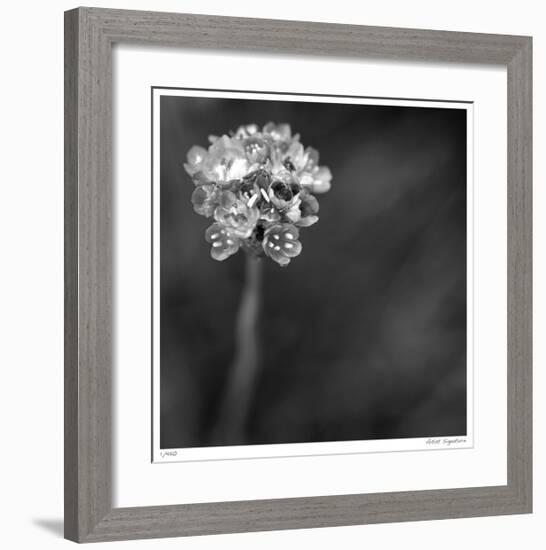 Botanical Study 16-Stacy Bass-Framed Giclee Print