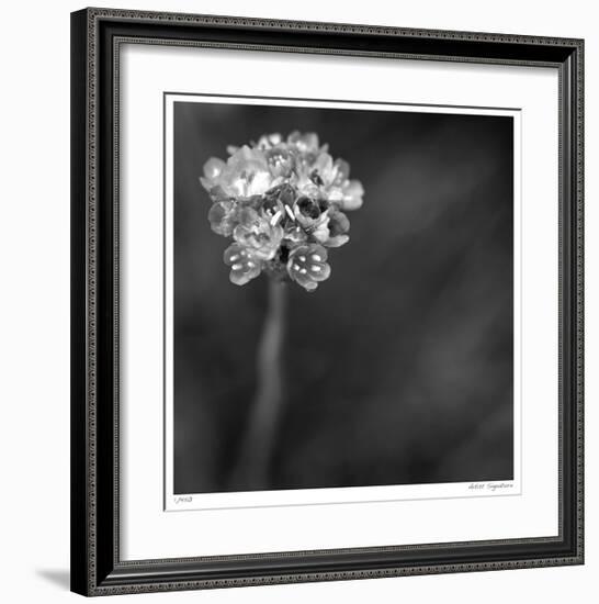 Botanical Study 16-Stacy Bass-Framed Giclee Print