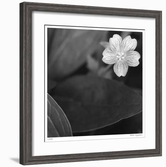 Botanical Study 17-Stacy Bass-Framed Giclee Print