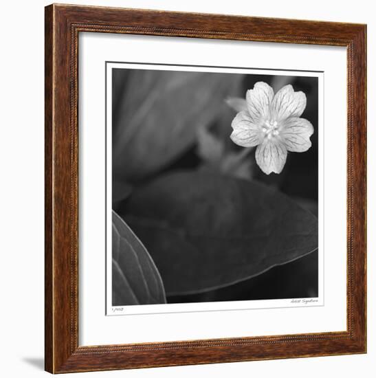 Botanical Study 17-Stacy Bass-Framed Giclee Print