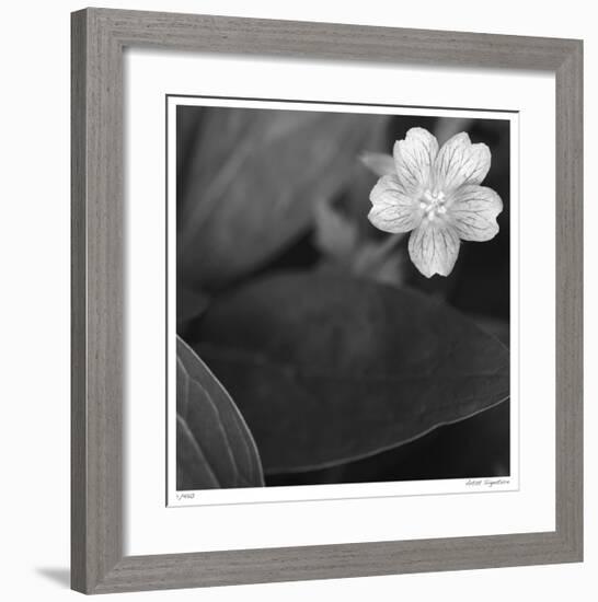 Botanical Study 17-Stacy Bass-Framed Giclee Print