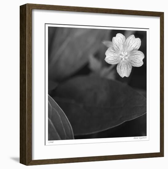 Botanical Study 17-Stacy Bass-Framed Giclee Print