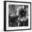 Botanical Study 19-Stacy Bass-Framed Giclee Print