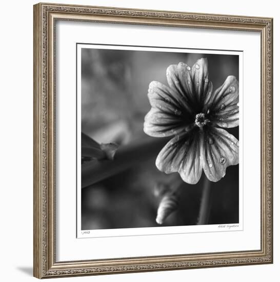 Botanical Study 19-Stacy Bass-Framed Giclee Print