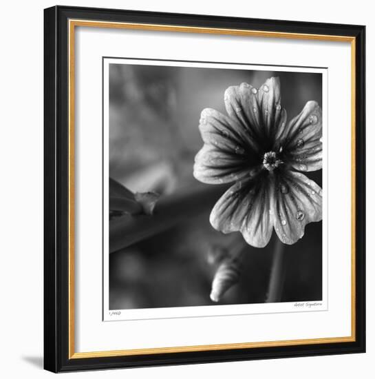 Botanical Study 19-Stacy Bass-Framed Giclee Print