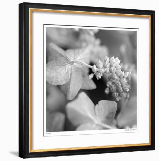 Botanical Study 2-Stacy Bass-Framed Giclee Print