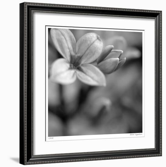 Botanical Study 4-Stacy Bass-Framed Giclee Print