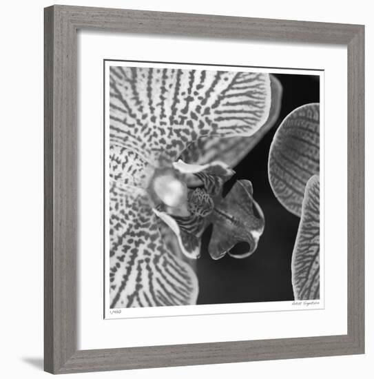 Botanical Study 6-Stacy Bass-Framed Giclee Print