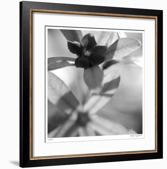 Botanical Study 8-Stacy Bass-Framed Giclee Print