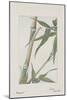 Botanical Study - Bamboo-Megata Morikaga-Mounted Giclee Print