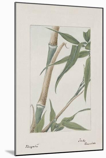 Botanical Study - Bamboo-Megata Morikaga-Mounted Giclee Print