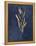 Botanical Study I Gold Navy-Julia Purinton-Framed Stretched Canvas