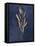 Botanical Study I Gold Navy-Julia Purinton-Framed Stretched Canvas