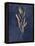 Botanical Study I Gold Navy-Julia Purinton-Framed Stretched Canvas