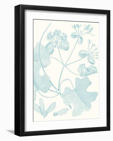 Botanical Study in Spa II-Vision Studio-Framed Art Print