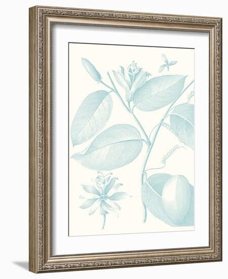 Botanical Study in Spa III-Vision Studio-Framed Art Print