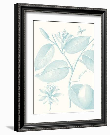 Botanical Study in Spa III-Vision Studio-Framed Art Print