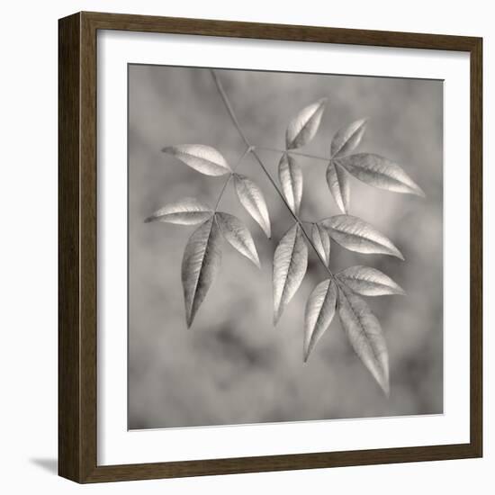 Botanical Study No. 4-Nicholas Bell-Framed Photographic Print