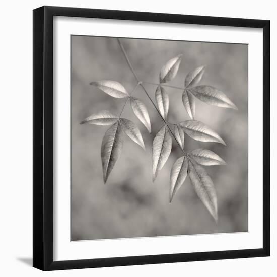 Botanical Study No. 4-Nicholas Bell-Framed Photographic Print