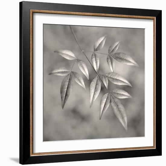 Botanical Study No. 4-Nicholas Bell-Framed Photographic Print