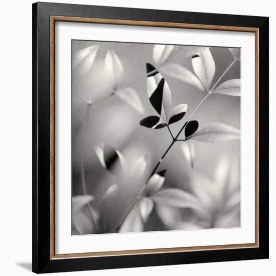 Botanical Study No. 5-Nicholas Bell-Framed Photographic Print